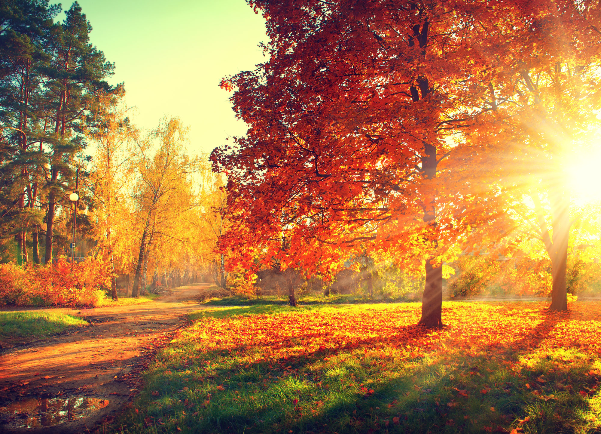 How Nature Walks Make Your Brain Healthier by Rebecca Hill